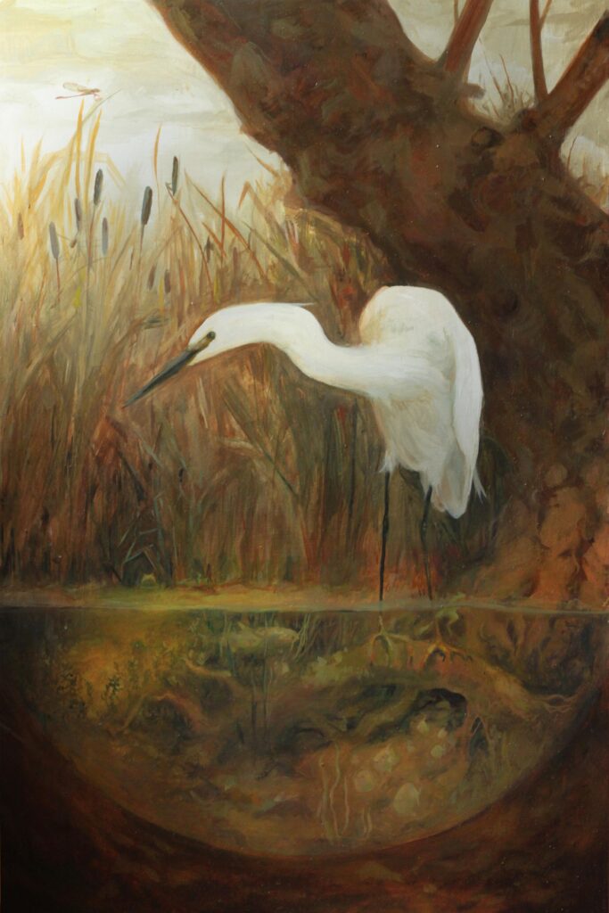 Little egret