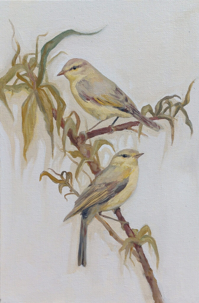 Leaf warblers